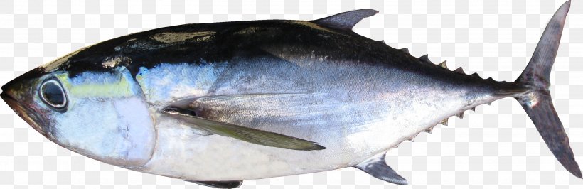 Thunnus Fish Products Oily Fish Milkfish, PNG, 3013x981px, Thunnus, Bonito, Bony Fish, Fish, Fish Products Download Free