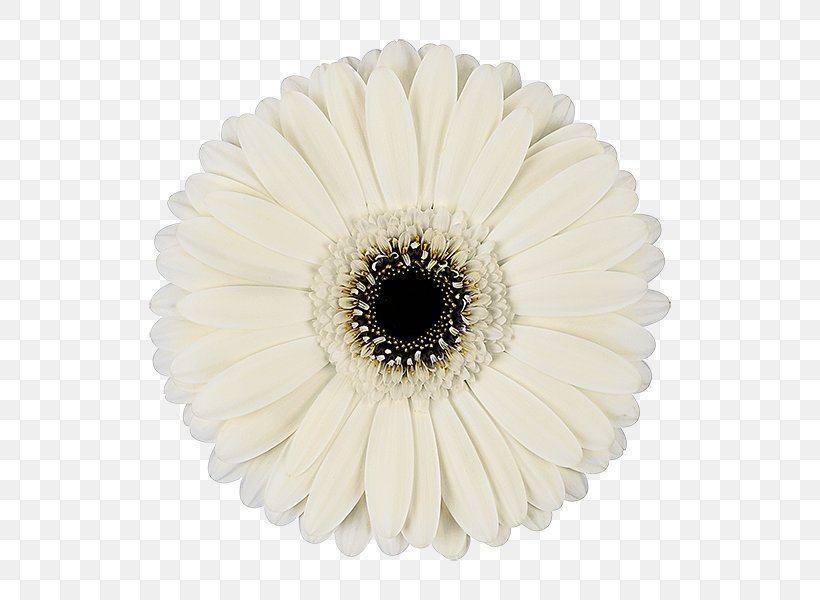 Transvaal Daisy Cut Flowers White Floristry, PNG, 600x600px, Transvaal Daisy, Carnation, Color, Cut Flowers, Daisy Family Download Free