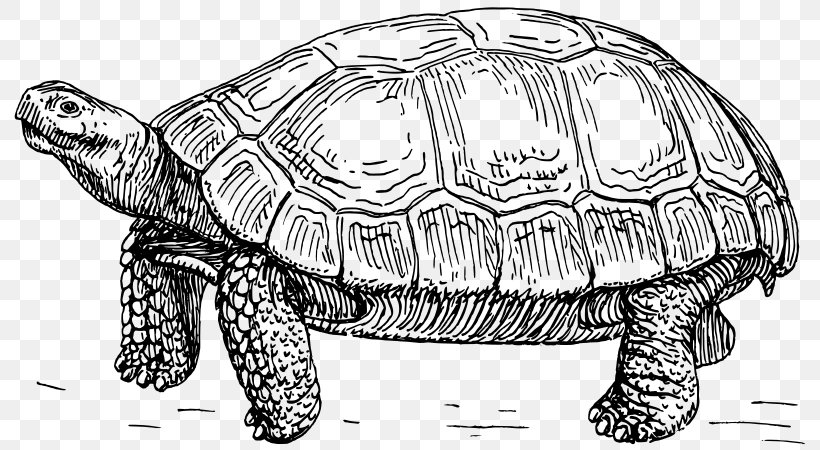 Turtle Reptile Tortoise Clip Art, PNG, 800x450px, Turtle, Aldabra Giant Tortoise, Black And White, Box Turtle, Chelydridae Download Free