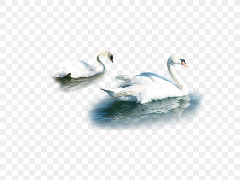 Cygnini Duck Water Beak Feather, PNG, 2000x1500px, Cygnini, Beak, Bird, Duck, Ducks Geese And Swans Download Free