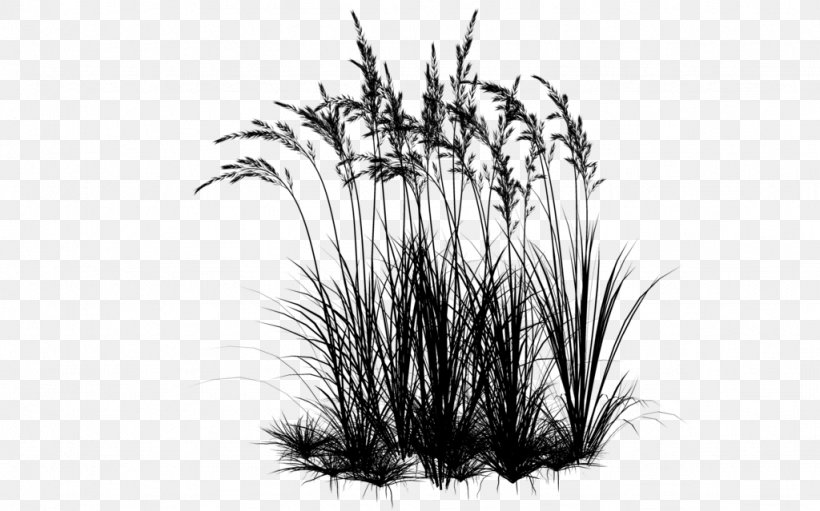 Desktop Wallpaper Computer Commodity Grasses, PNG, 1024x639px, Computer, Blackandwhite, Botany, Commodity, Drawing Download Free
