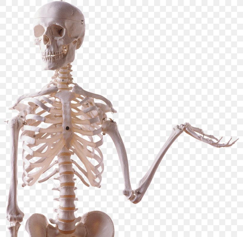 Human Skeleton Human Body Bone Skull, PNG, 794x800px, Human Skeleton, Bodies The Exhibition, Bone, Endoskeleton, Exoskeleton Download Free