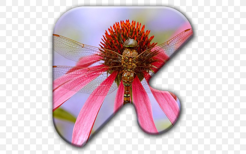 Insect Dragonfly Desktop Wallpaper Wallpaper, PNG, 512x512px, Insect, Animal, Close Up, Damselflies, Desktop Metaphor Download Free