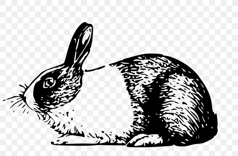 White Rabbit Hare Clip Art, PNG, 800x537px, White Rabbit, Artwork, Beak, Black, Black And White Download Free