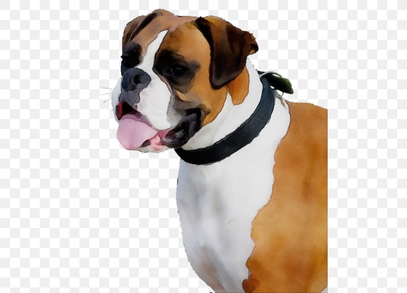 Bulldog, PNG, 500x591px, Watercolor, Boxer, Bulldog, Dog, Old English Bulldog Download Free