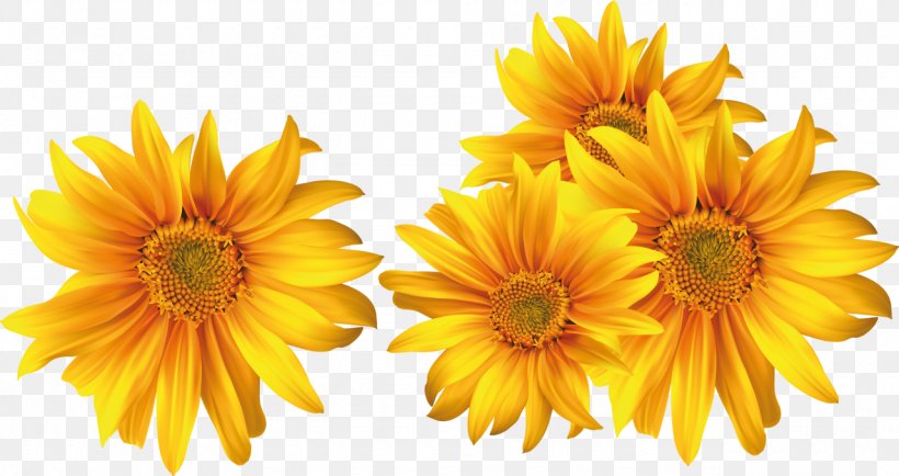 Flower DepositFiles Clip Art, PNG, 1280x678px, Flower, Annual Plant, Calendula, Chrysanths, Common Sunflower Download Free