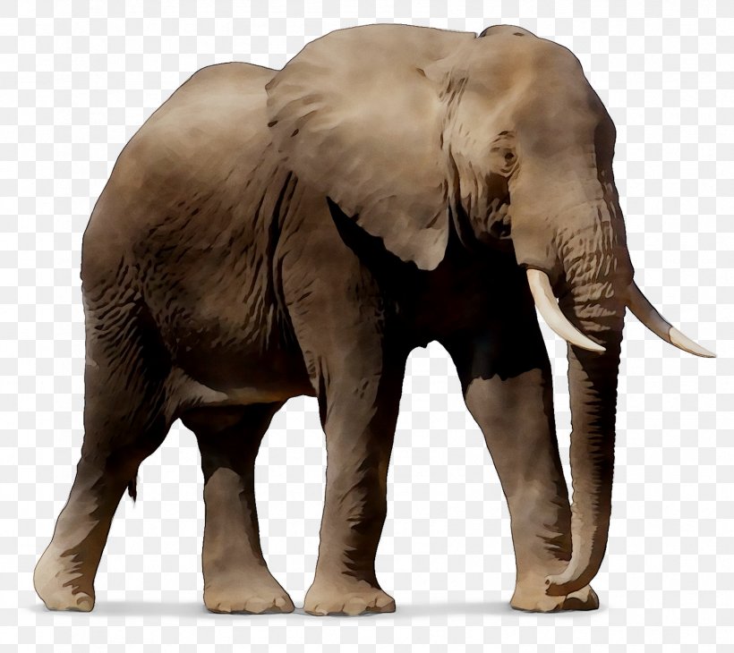 Windows SharePoint Services Indian Elephant African Elephant Android, PNG, 1698x1513px, Sharepoint, African Elephant, Android, Animal Figure, Argumentative Download Free