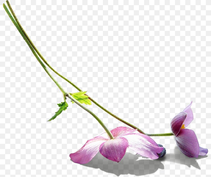 Flower Petal Photography Clip Art, PNG, 800x689px, Flower, Branch, Bud, Color, Cut Flowers Download Free