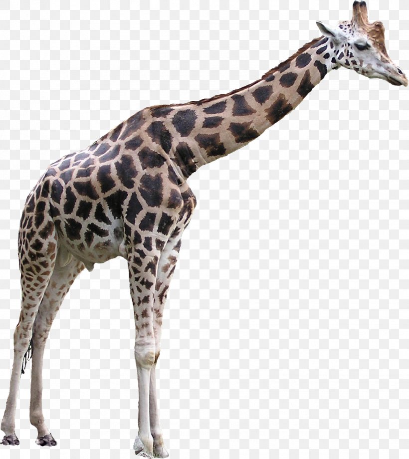 Giraffe Clip Art, PNG, 1133x1272px, Giraffe, Autocad Dxf, Cdr, Fauna, Giraffidae Download Free