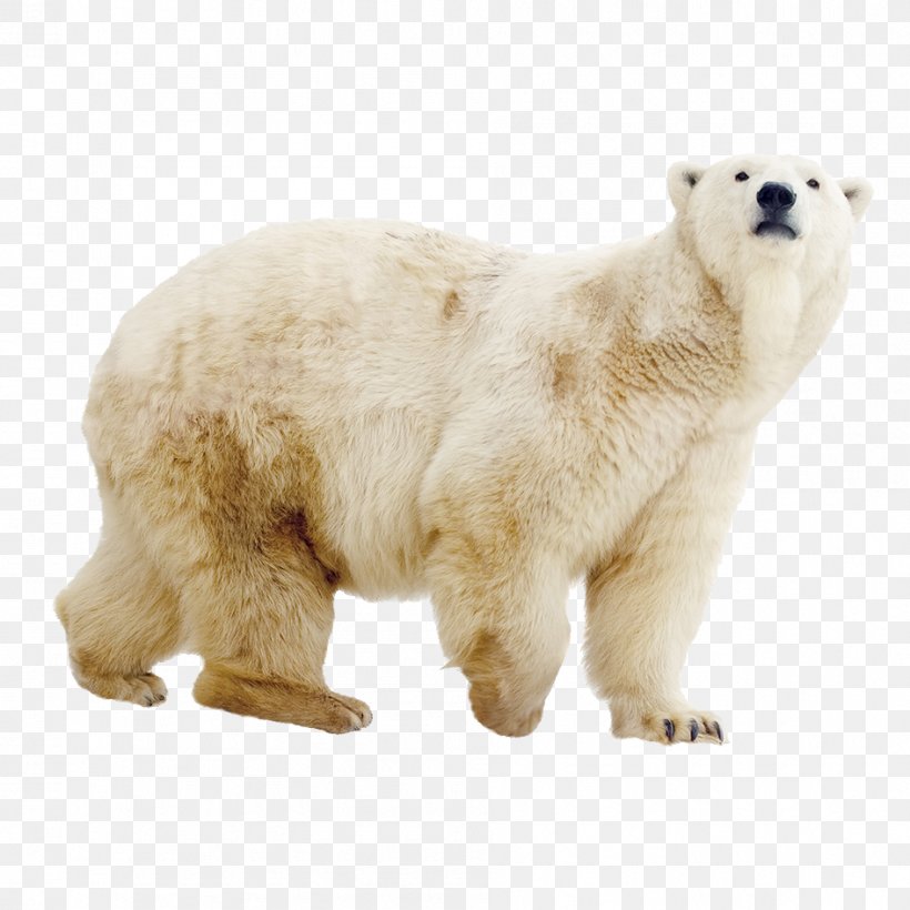 Polar Bear ZOOM Erlebniswelt Gelsenkirchen, PNG, 945x945px, Watercolor, Cartoon, Flower, Frame, Heart Download Free