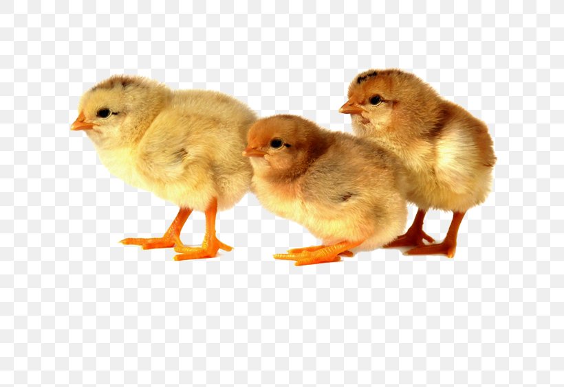Broiler Chicken Duck Kifaranga Poultry Farming, PNG, 633x564px, Broiler, Beak, Bird, Broiler Industry, Chicken Download Free