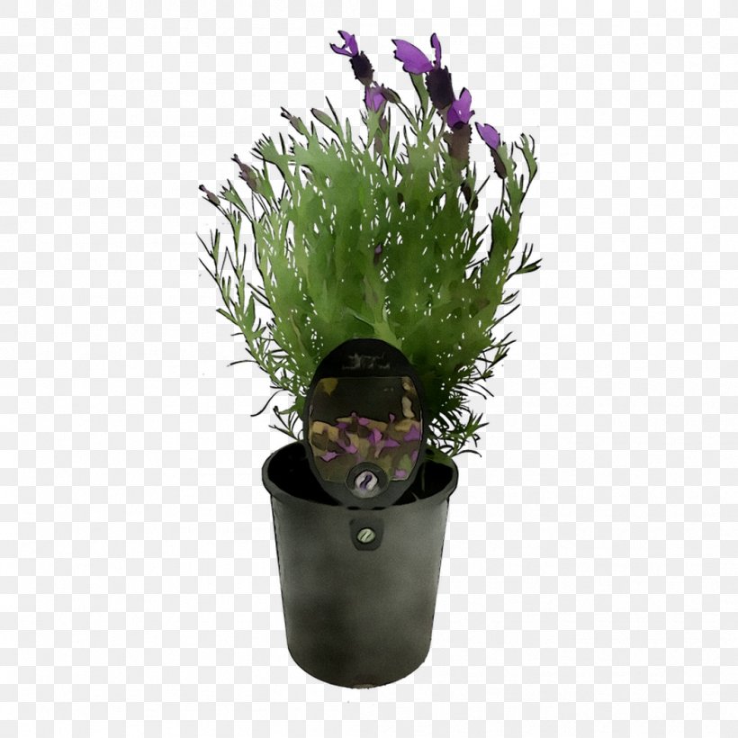 Flowerpot Houseplant Herb Purple, PNG, 1053x1053px, Flowerpot, Aquarium Decor, Florist Gayfeather, Flower, Flowering Plant Download Free