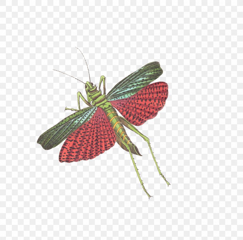 Insect Caelifera Grasshopper Illustration, PNG, 1920x1899px, Insect, Caelifera, Fruit, Grasshopper, Photography Download Free