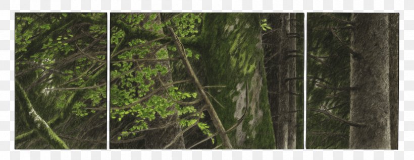 Vegetation Temperate Broadleaf And Mixed Forest Biome Woodland, PNG, 1800x700px, Vegetation, Bamboo, Biome, Branch, Broadleaved Tree Download Free