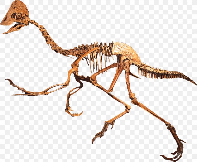 Anzu Wyliei Rocky Mountain Dinosaur Resource Center Oviraptoridae Maniraptora, PNG, 2316x1905px, Anzu Wyliei, Animal Figure, Bone, Caenagnathidae, Carnivoran Download Free