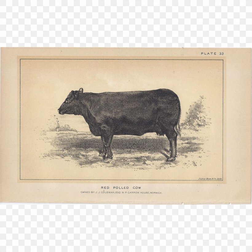 Bull Cattle Ox Pig Picture Frames, PNG, 1023x1023px, Bull, Cattle, Cattle Like Mammal, Cow Goat Family, Fauna Download Free