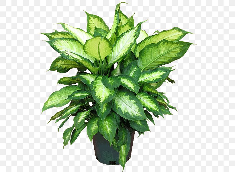Houseplant Dieffenbachia Seguine Garden Croton, PNG, 556x600px, Houseplant, Dieffenbachia Seguine, Dumb Canes, Evergreen, Fiddleleaf Fig Download Free