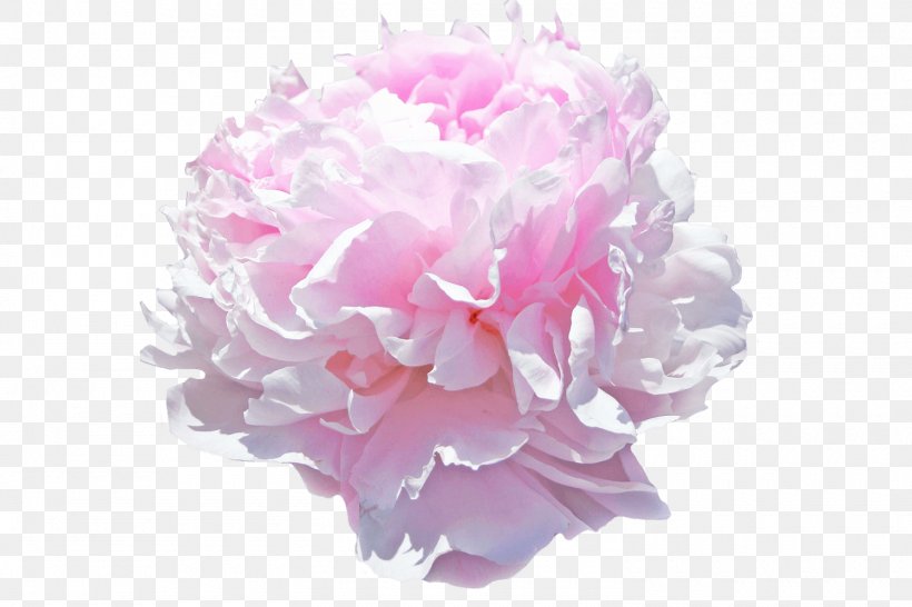 Peony Pink Flowers Paeonia Pink (2 Litre Pot) Cut Flowers, PNG, 1500x1000px, Peony, Carmine, Color, Cut Flowers, Diameter Download Free