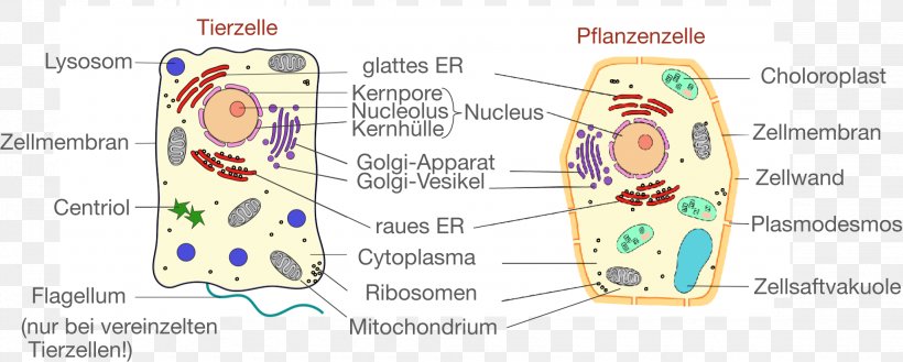Plant Cell Cèl·lula Animal Cell Biology, PNG, 2045x821px, Watercolor, Cartoon, Flower, Frame, Heart Download Free