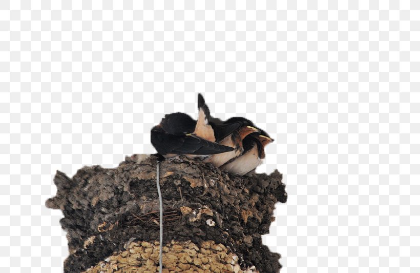 Swallows Nest Edible Birds Nest, PNG, 800x532px, Swallows Nest, Beak, Bird, Eaves, Edible Birds Nest Download Free