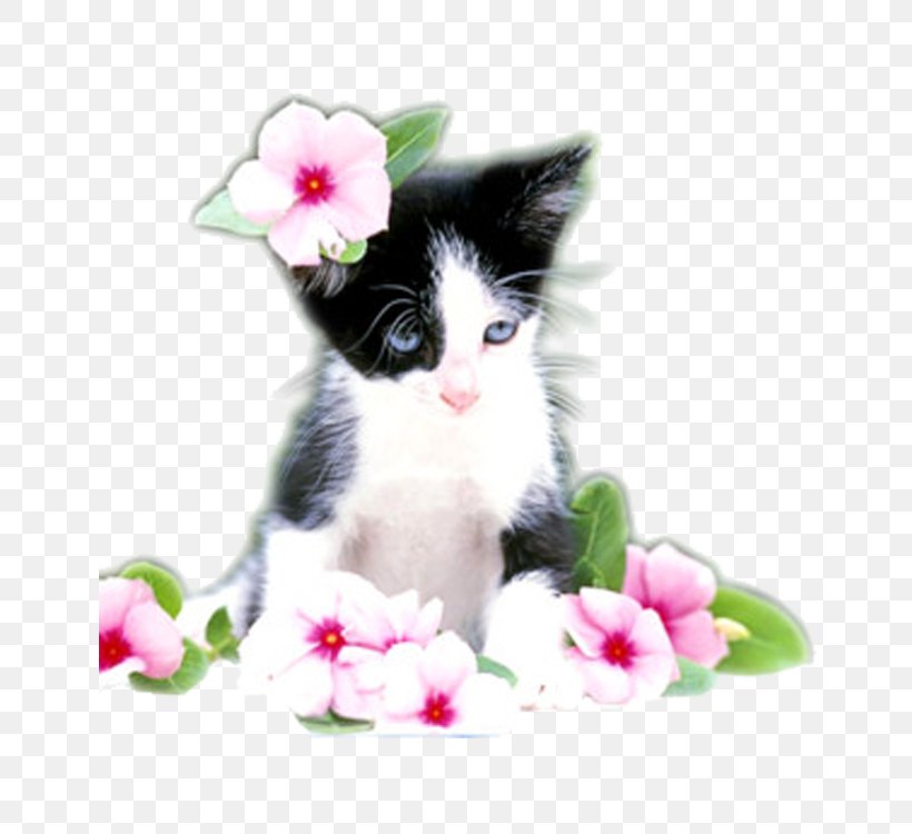 Cat Kitten Felidae Puppy Cuteness, PNG, 750x750px, Cat, Bicolor Cat, Black Cat, Caracal, Carnivoran Download Free