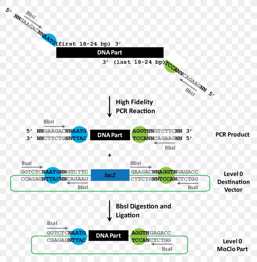 Restriction Site Restriction Enzyme Polymerase Chain Reaction Vector Cloning, PNG, 1411x1443px, Restriction Site, Area, Barrett Business Services Inc, Brand, Cloning Download Free