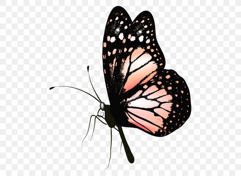 Butterfly Clip Art, PNG, 544x600px, Butterfly, Apng, Arthropod, Brush Footed Butterfly, Color Download Free