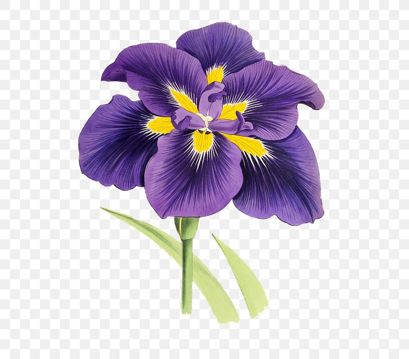 Flower Plant Lilium Clip Art, PNG, 549x720px, Flower, Color, Flowering Plant, Image File Formats, Iris Download Free