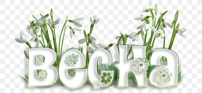 Mărțișor March 1 Snowdrop Sibiu Spring, PNG, 699x379px, 8 March, 2018, March 1, Commodity, Flower Download Free