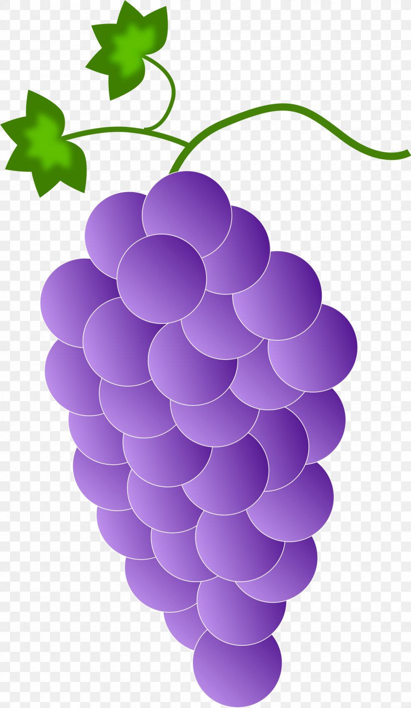 Common Grape Vine Color Clip Art, PNG, 1368x2356px, Common Grape Vine, Color, Colored Pencil, Favicon, Flowering Plant Download Free