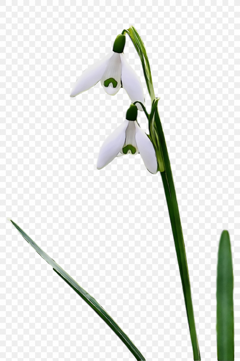 Flower Galanthus Snowdrop Plant Plant Stem, PNG, 960x1440px, Spring, Amaryllis Family, Flower, Galanthus, Paint Download Free