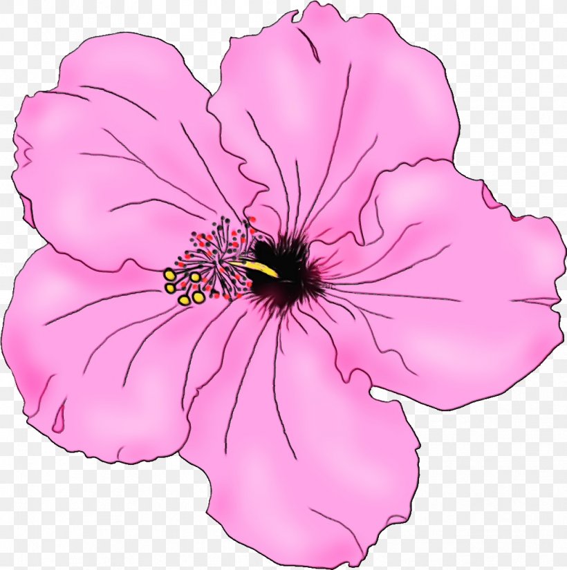 Flowering Plant Petal Pink Flower Plant, PNG, 1034x1041px, Watercolor, Flower, Flowering Plant, Hawaiian Hibiscus, Hibiscus Download Free