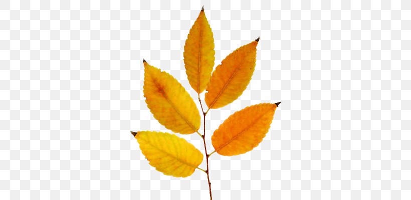 Leaf Deciduous, PNG, 400x400px, Leaf, Branch, Deciduous, Plant, Tree Download Free