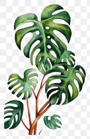 philodendron mayoi pflege Philodendron mayoi 6