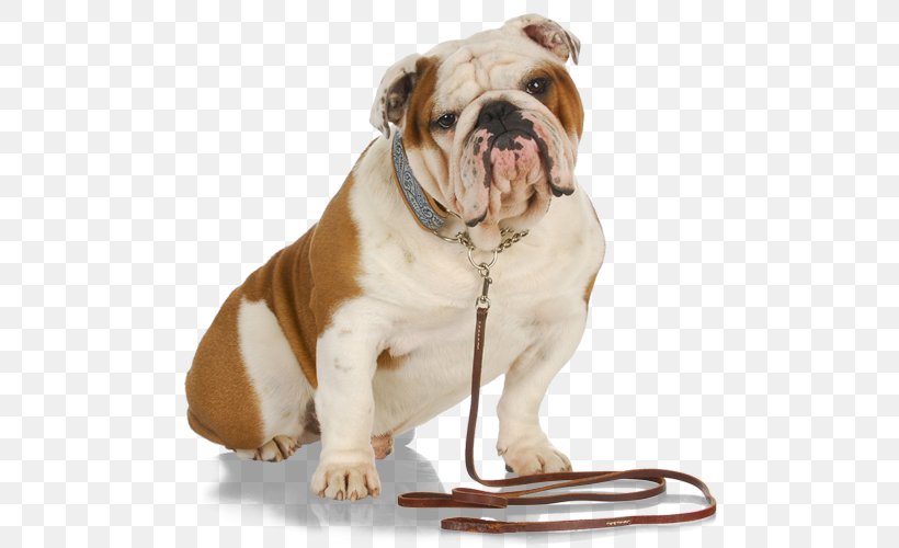 Pet Sitting Dog Walking Leash, PNG, 504x500px, Pet Sitting, British Bulldogs, Bulldog, Canidae, Canine Good Citizen Download Free