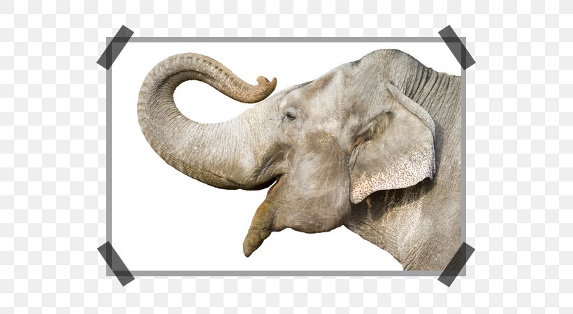 African Bush Elephant Elephants Proboscideans Indian Elephant Image, PNG, 600x450px, African Bush Elephant, African Elephant, Drawing, Elephant, Elephants Download Free