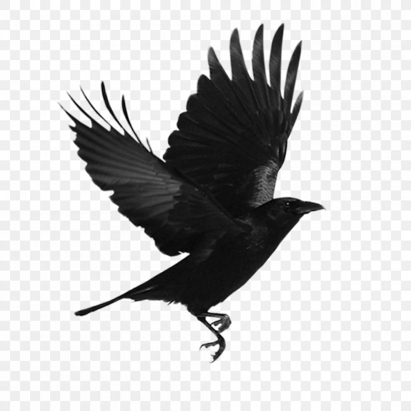 Black Bird, PNG, 1000x1000px, American Crow, Beak, Bird, Bird Flight, Bird Nest Download Free