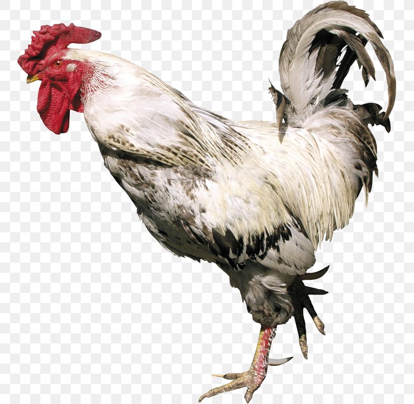 Chicken Rooster Turkey Poultry, PNG, 751x800px, Chicken, Beak, Bird, Feather, Fowl Download Free
