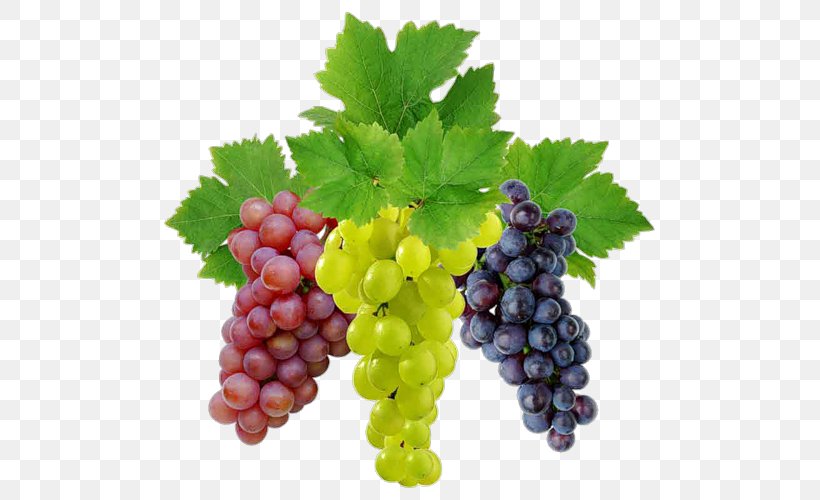 Common Grape Vine Sultana Seedless Fruit, PNG, 500x500px, Common Grape Vine, Berry, Food, Fruit, Grape Download Free