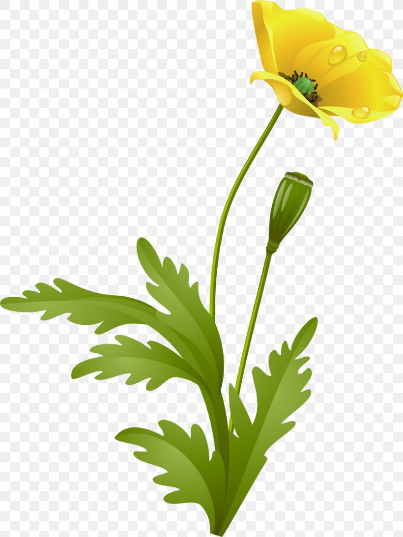 Flower Poppy Raster Graphics, PNG, 900x1200px, Flower, Anemone, Cut Flowers, Flora, Floral Design Download Free