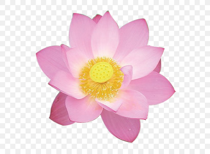 Nelumbo Nucifera Pink Color, PNG, 600x600px, Nelumbo Nucifera, Aquatic Plant, Color, Computer Software, Flower Download Free