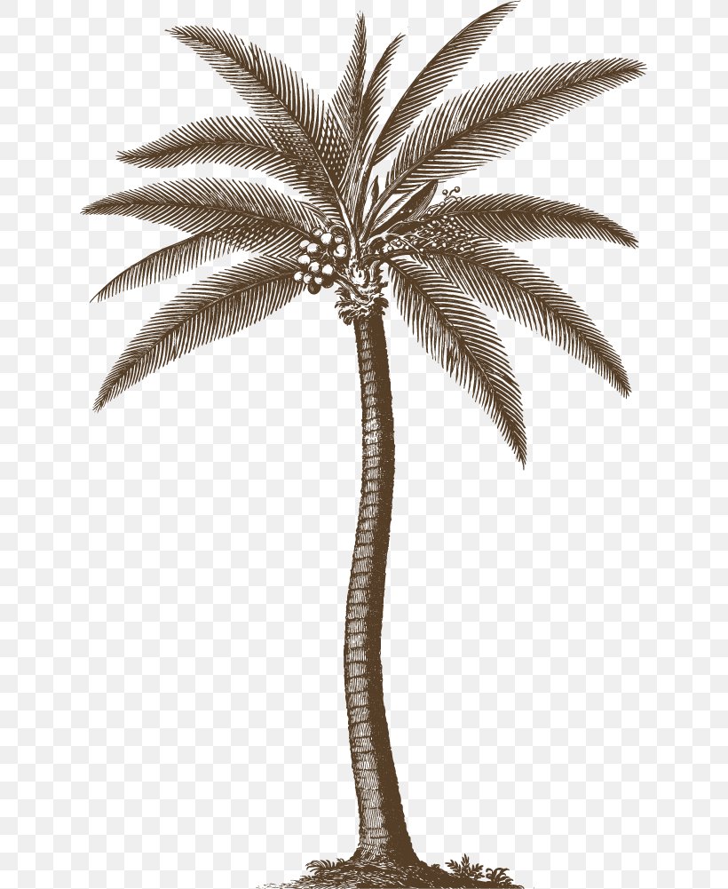 The Natural History Of Barbados Arecaceae Printmaking Picture Frames AllPosters.com, PNG, 640x1001px, Arecaceae, Allposterscom, Arecales, Black And White, Botanical Illustration Download Free