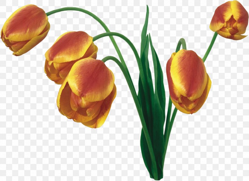Tulip Flower Bouquet Desktop Wallpaper, PNG, 2723x1981px, Tulip, Blume, Bud, Cut Flowers, Desktop Metaphor Download Free