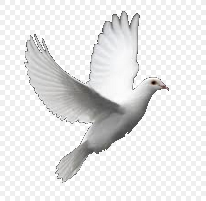 Columbidae Bird Perfect Flight White Dove Releases Clip Art, PNG, 800x800px, Columbidae, Animated Film, Beak, Bird, Ducks Geese And Swans Download Free