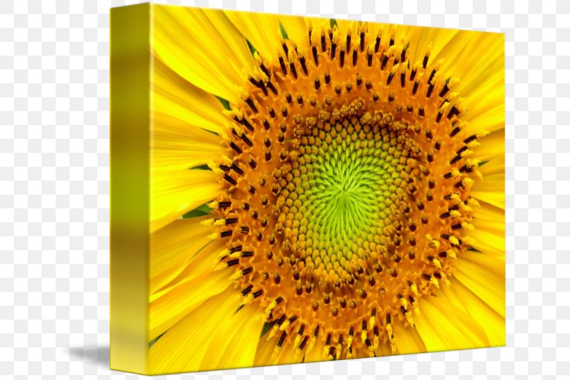 Imagekind Art Canvas Poster Wall, PNG, 650x547px, Imagekind, Art, Canvas, Daisy Family, Flower Download Free