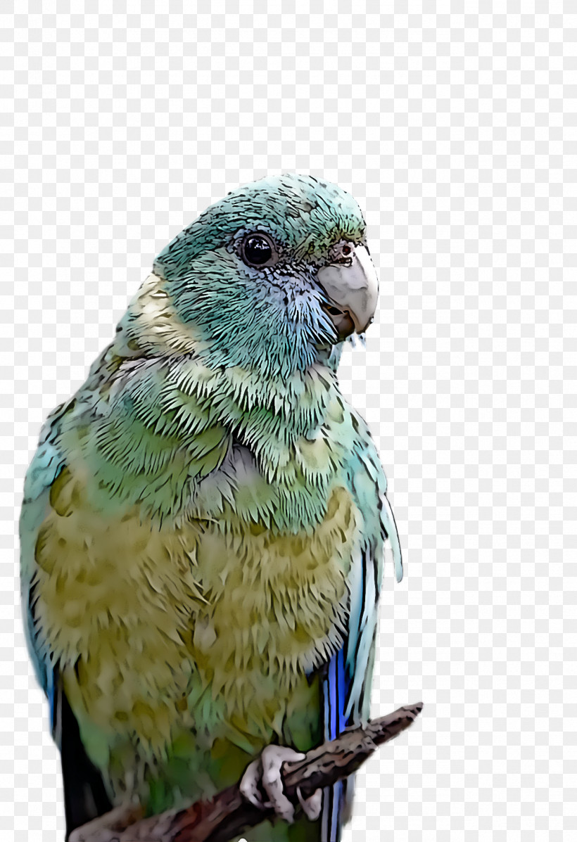 Lovebird, PNG, 1286x1878px, Budgerigar, Beak, Bird Flight, Birds, Feather Download Free