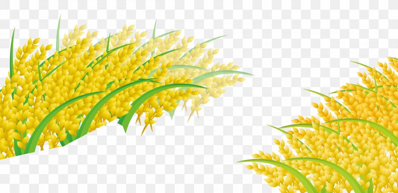 Rice Cereal Computer File, PNG, 2535x1235px, Rice, Autumn, Cereal, Commodity, Flower Download Free