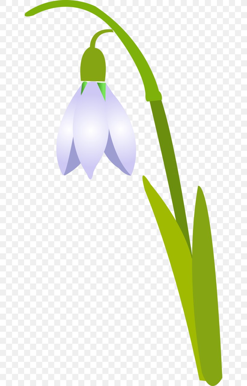 Snowdrop Petal Flower Clip Art, PNG, 656x1280px, Snowdrop, Cut Flowers, Drawing, Flower, Grass Download Free