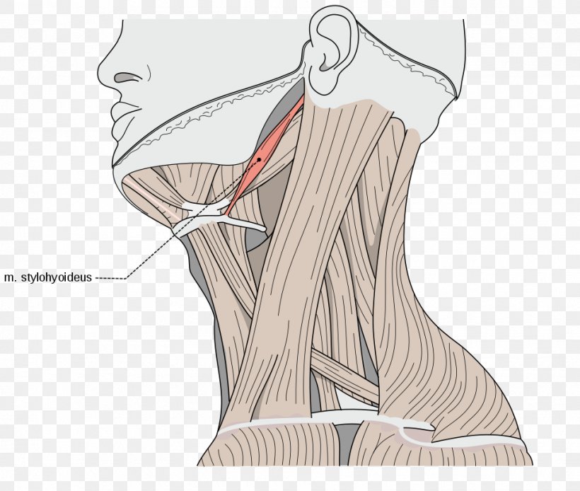 Sternocleidomastoid Muscle Omohyoid Muscle Human Body Neck, PNG, 970x822px, Watercolor, Cartoon, Flower, Frame, Heart Download Free