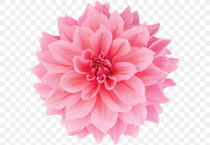 Carnation Pink Flowers Rose Stock Photography, PNG, 588x568px, Carnation, Artificial Flower, Cut Flowers, Dahlia, Daisy Family Download Free
